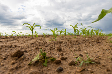 wet dirty corn in the ground after a thunderstorm with rain