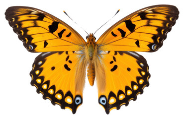 Obraz premium PNG Butterfly animal insect white background.