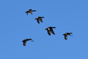 birds in flight