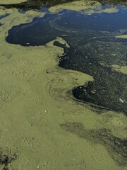 Aquatic ecosystem Blooming of algae. Aquatic plants floating on the surface of the water in a stagnant pond