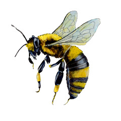 Watercolor illustration of black-yellow bee. Natural illustration