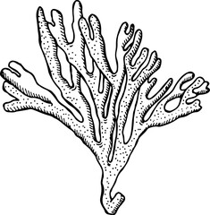 Coral polyp branch drawing. Ocean water fauna