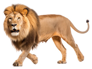 Obraz premium PNG Male lion wildlife mammal animal.