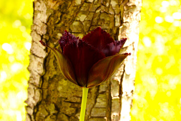 Vincent Van Gogh Tulip 03
