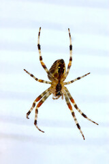 Orbweaver Spider 04