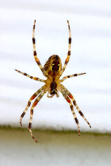 Orbweaver Spider 10