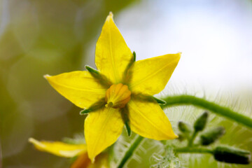 Fototapeta premium Yellow Tomato Blossom 02