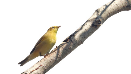 Common Chiffchaff on branch isolated on white, phylloscopus collybita 