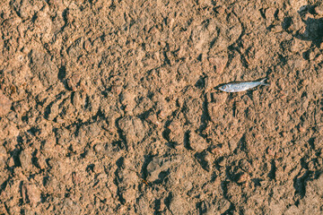 A small fish lies stranded on  cracked land, evoking themes of drought and survival. The fish appears motionless, highlighting the stark contrast between life and desolation.


