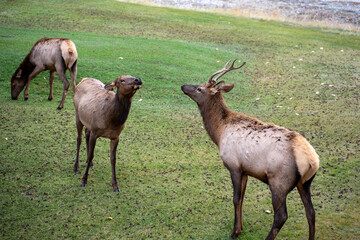 deer in the woods