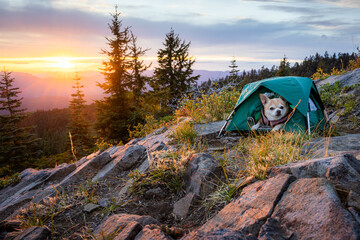 A dog is sitting in a green tent on a rocky hillside. The sun is setting in the background, creating a warm and peaceful atmosphere