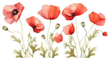 Fototapeta premium PNG Poppy flower plant transparent background.