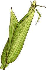 Raw corn cob in green leaves color sketch