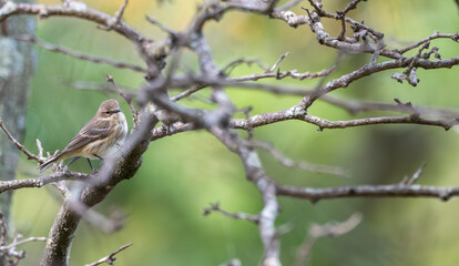 Yellow-rumped warbler perched in a bare tree.