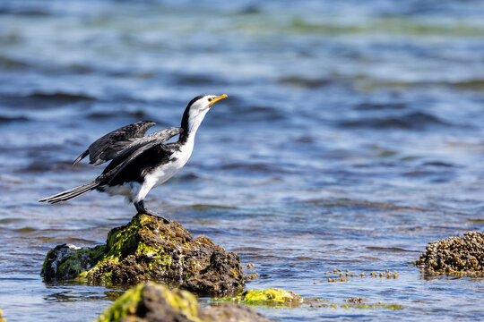 Little Pied Cormorant, Microcarbo melanoleucos, perched on rock at coastal beach Australia