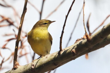 Fototapeta premium Common Chiffchaff on branch, phylloscopus collybita, birds of Montenegro