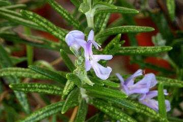 Rosemary Blossom Overhead 05