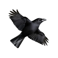 Fototapeta premium Close-up of a black crow in mid-flight on a transparent background