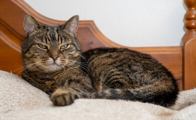 17 October 2024. Elgin,Moray,Scotland. This is a Tabby Cat on its own bed.