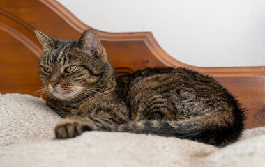 17 October 2024. Elgin,Moray,Scotland. This is a Tabby Cat on its own bed.