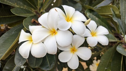 plumeria flowers on tree