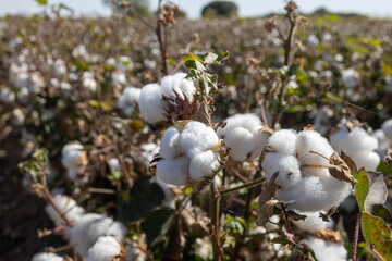 cotton buds in spring