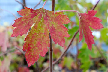 Autumn Currant Leaf 03