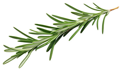 Naklejka premium PNG Rosemary leaf rosemary plant herbs.