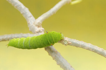 A green caterpillar is crawling on the stem of a vine. This insect likes to eat fruit, flowers and young leaves.