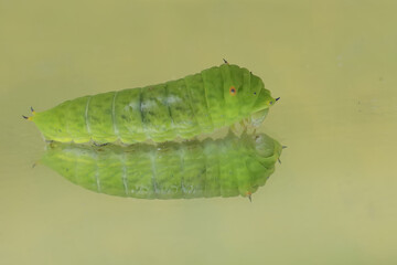 The beautiful reflection of a green caterpillar in the glass. This insect likes to eat fruit, flowers and young leaves.