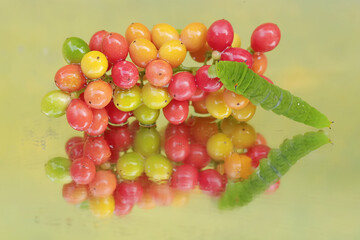 The beautiful reflection of a green caterpillar in the glass. This insect likes to eat fruit, flowers and young leaves.