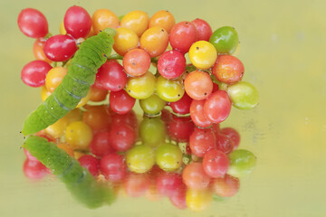 The beautiful reflection of a green caterpillar in the glass. This insect likes to eat fruit, flowers and young leaves.