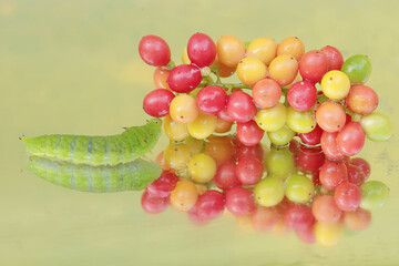 The beautiful reflection of a green caterpillar in the glass. This insect likes to eat fruit, flowers and young leaves.