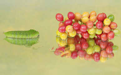 The beautiful reflection of a green caterpillar in the glass. This insect likes to eat fruit, flowers and young leaves.