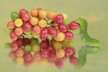 The beautiful reflection of a green caterpillar in the glass. This insect likes to eat fruit, flowers and young leaves.
