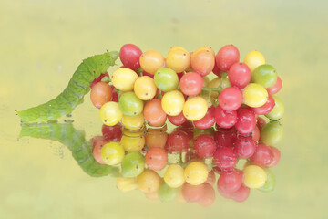The beautiful reflection of a green caterpillar in the glass. This insect likes to eat fruit, flowers and young leaves.