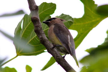 Waxwing on Fig Branch 05