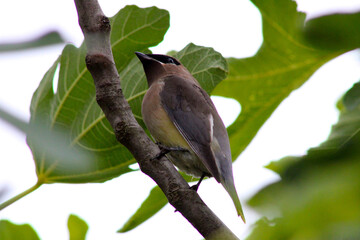 Waxwing on Fig Branch 08