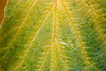 Witch Hazel Leaf Vein 03