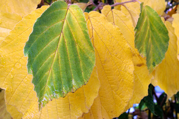 Witch Hazel Autumn Leaf 03