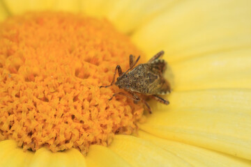 Halyomorpha Halys insect macro photo