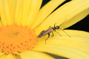 natural oedemera insect macro photo