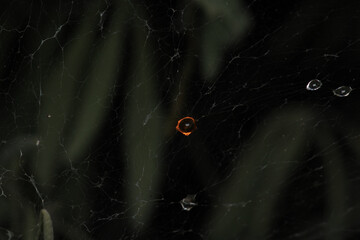 water drops macro photo on grass