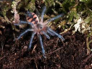 Pamphobeteus  tarantula on cork bark spider arachnid 