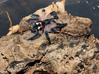 Seladonia Brazilian jewel  tarantula on cork bark spider arachnid 