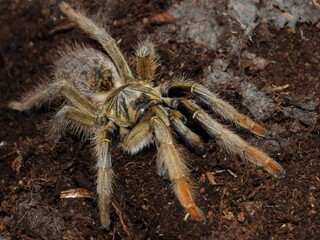 Augacephalus breyeri  tarantula on cork bark spider arachnid 