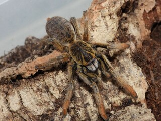 Augacephalus breyeri  tarantula on cork bark spider arachnid 