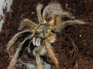 Augacephalus breyeri  tarantula on cork bark spider arachnid 