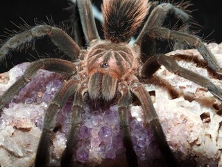 Xenesthis species megascopula tarantula on cork bark spider arachnid 