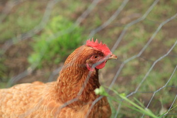 natural red chicken macro photo